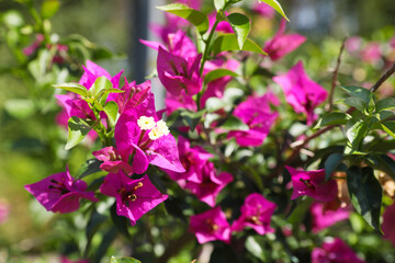 Beautiful bougainvillea bush with pink flowers outdoors
