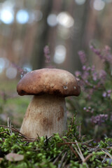 Beautiful porcini mushroom growing in forest on autumn day