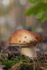 Beautiful porcini mushroom growing in forest on autumn day, closeup