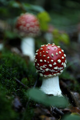 Fresh wild mushrooms growing in forest, closeup