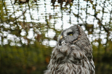 Eule Bartkauz (Strix nebulosa) sitzt auf einem Ast im Wildpark Schweinfurt	