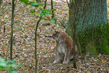 Eurasischer Luchs (Lynx) sitz im Wald im Wildpark in Schweinfurt 