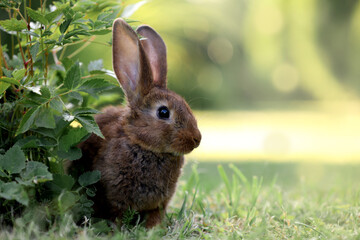 Cute fluffy rabbit on green grass outdoors. Space for text
