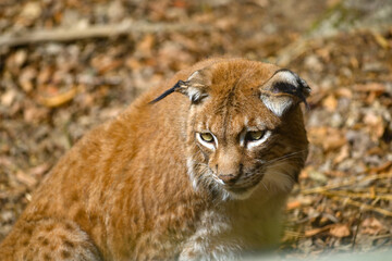 Eurasischer Luchs (Lynx) im Wald im Wildpark in Schweinfurt 