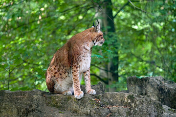 Naklejka na ściany i meble Eurasischer Luchs (Lynx) sitzt auf einem Stein im Wald im Wildpark in Schweinfurt 
