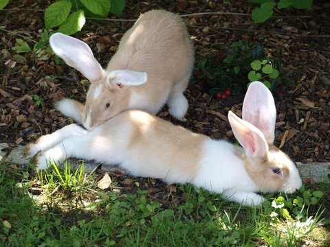 White flemish giant rabbit sale