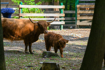 Hochlandrinder Nachwuchs mit Muttertier und Eltern im Wildpark in Schweinfurt	