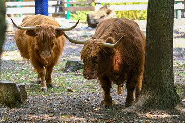 Hochlandrinder mit Nachwuchs mit Muttertier und Eltern im Wildpark in Schweinfurt, Franken, Bayern,...