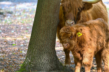 Hochlandrinder Nachwuchs mit Muttertier und Eltern im Wildpark in Schweinfurt	