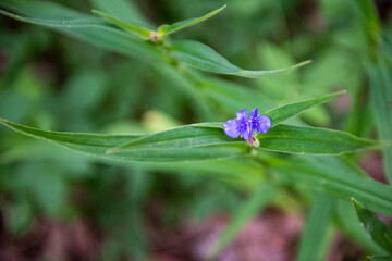 zigzag spiderwort