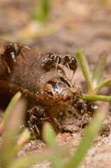 Ants eating caterpillar on the ground