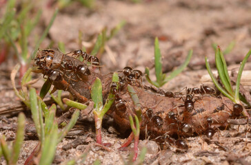 Ants eating caterpillar on the ground