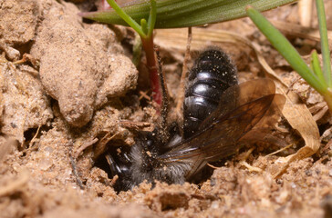 Miner bee, Anthophora abrupta, burrowing its nest in a ground