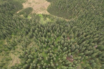 Aerial of retention thick forest with the dusty ground in some parts