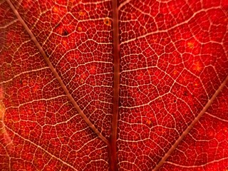 Fototapeta na wymiar red oak leaves