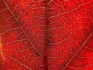 red oak leaves