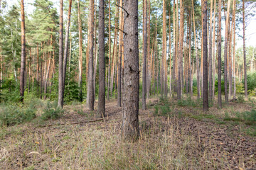 Trees in a coniferous forest as a background.