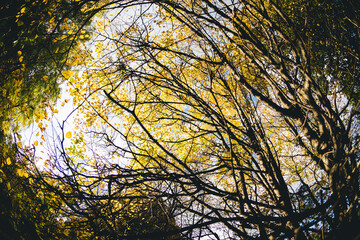 Rounded black tree branches with green and yellow leaves against sunny sky in October. Autumn forest.