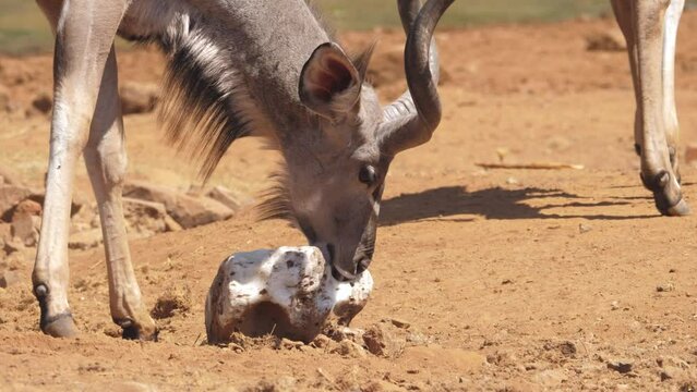 Close up: kudu bull licks salt block