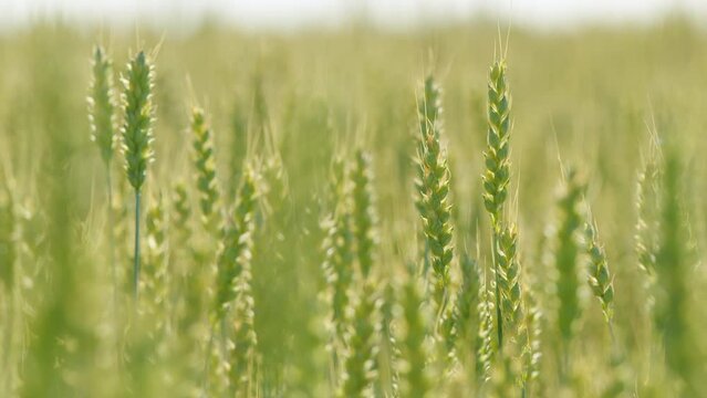 Ripe grains crop during warm summer day. Picturesque view of green wheat swaying in winds blowing. Close up.