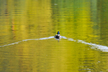 ducks on the lake 2022 in summer