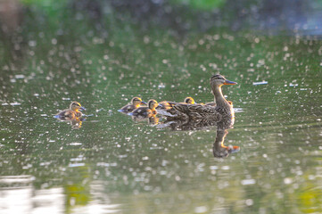 ducks on the lake 2022 in summer