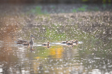 ducks on the lake 2022 in summer