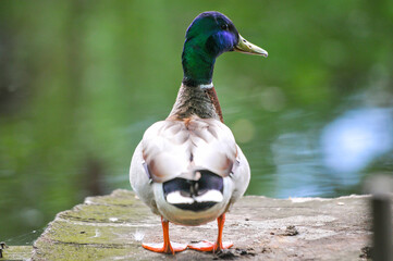 ducks on the lake 2022 in summer