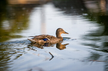 3d wallpaper, animal, aquatic, awesome background, awesome landscape, awful, bird, bird silhouette, bird wallpaper, birds, birds flying, closeup, colors, cute, cute animals, duck cartoon, duck family,