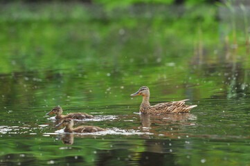 3d wallpaper, animal, aquatic, awesome background, awesome landscape, awful, bird, bird silhouette, bird wallpaper, birds, birds flying, closeup, colors, cute, cute animals, duck cartoon, duck family,