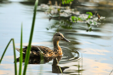 3d wallpaper, animal, aquatic, awesome background, awesome landscape, awful, bird, bird silhouette, bird wallpaper, birds, birds flying, closeup, colors, cute, cute animals, duck cartoon, duck family,