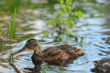 3d wallpaper, animal, aquatic, awesome background, awesome landscape, awful, bird, bird silhouette, bird wallpaper, birds, birds flying, closeup, colors, cute, cute animals, duck cartoon, duck family,