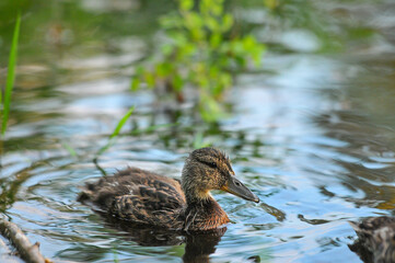 3d wallpaper, animal, aquatic, awesome background, awesome landscape, awful, bird, bird silhouette, bird wallpaper, birds, birds flying, closeup, colors, cute, cute animals, duck cartoon, duck family,