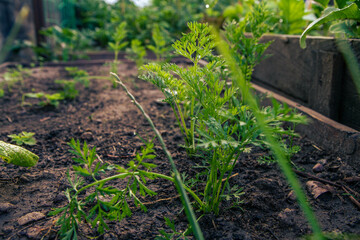 close up of a baby carrot growing in a small garden in the early morning