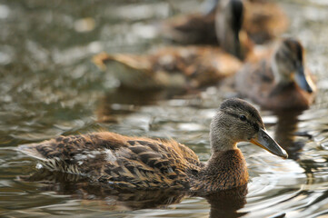 3d wallpaper, animal, aquatic, awesome background, awesome landscape, awful, bird, bird silhouette, bird wallpaper, birds, birds flying, closeup, colors, cute, cute animals, duck cartoon, duck family,
