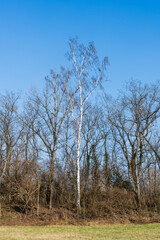 Un bouleau isolé à proximité du Rhin sauvage en Alsace, France