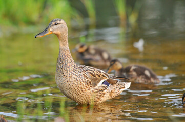 ducks on the lake 2022 in summer