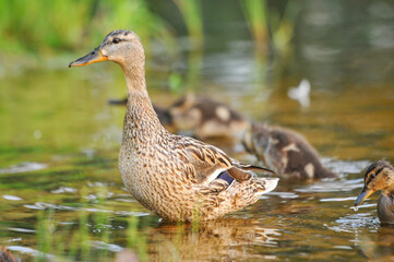 ducks on the lake 2022 in summer