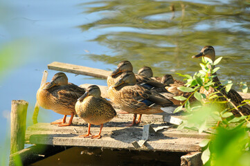 ducks on the lake 2022 in summer