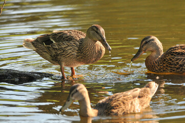 ducks on the lake 2022 in summer