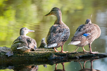 ducks on the lake 2022 in summer