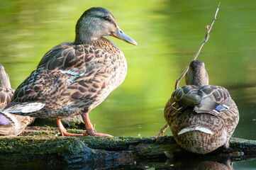 ducks on the lake 2022 in summer
