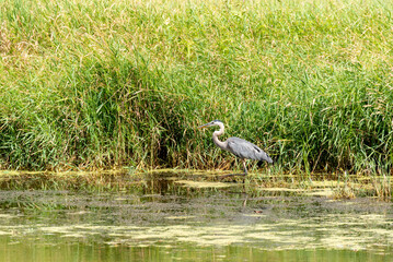 Juvenile Great Blue Heron Fishing On The River
