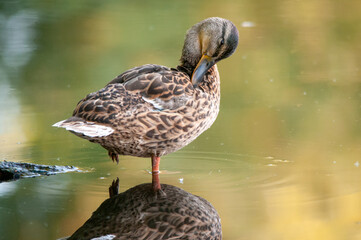 ducks on the lake 2022 in summer