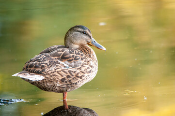 ducks on the lake 2022 in summer