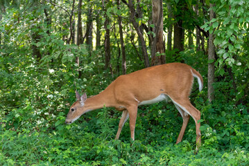 A White-tailed Deer Eating Summer Leaves