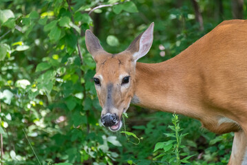A White-tailed Deer Eating Summer Leaves