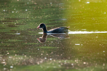 ducks on the lake 2022 in summer