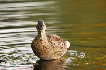 ducks on the lake 2022 in summer