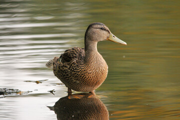 ducks on the lake 2022 in summer